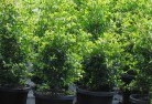 Cypress Gardensorganic-gardening-13.jpg; ?>