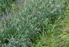 Cypress Gardensorganic-gardening-15.jpg; ?>
