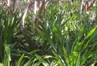 Cypress Gardensorganic-gardening-18.jpg; ?>